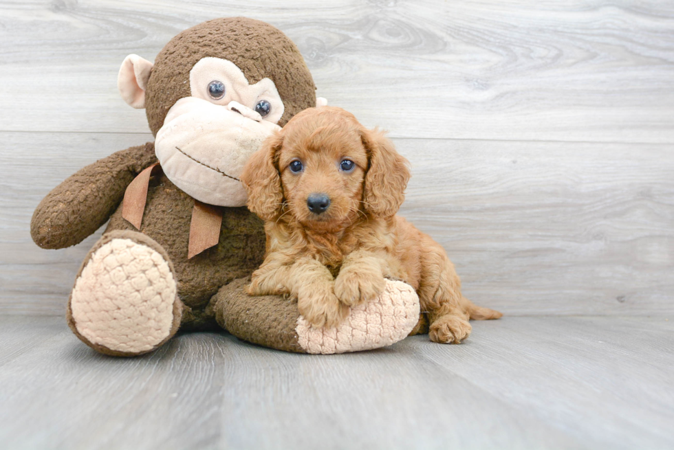 Mini Goldendoodle Puppy for Adoption