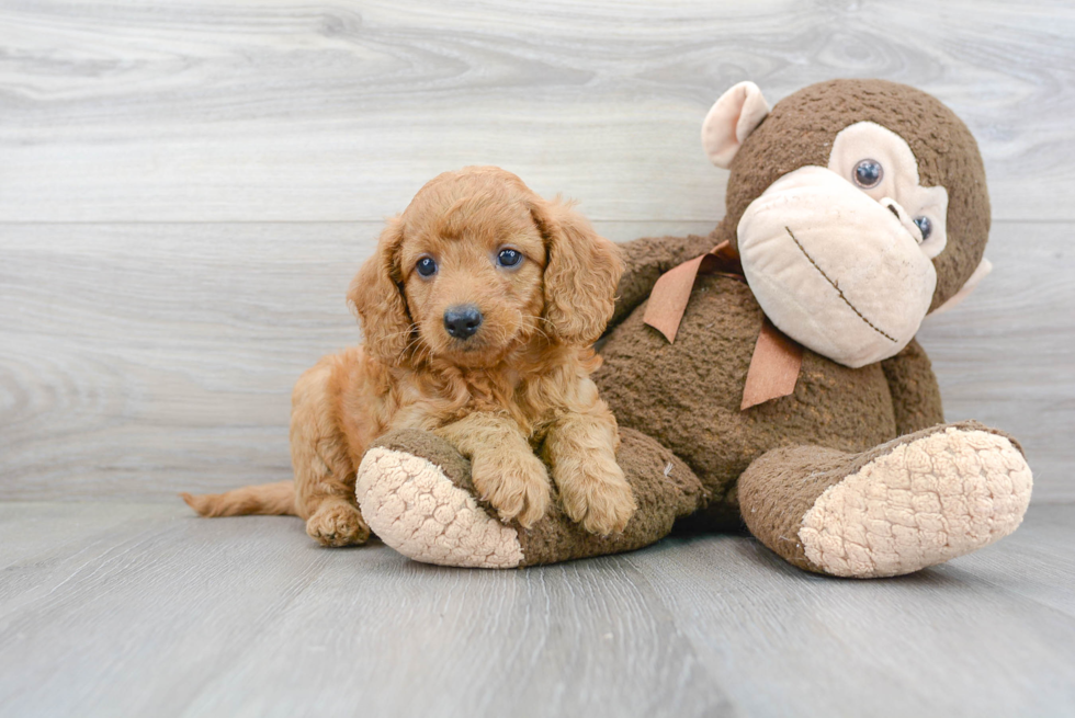 Best Mini Goldendoodle Baby