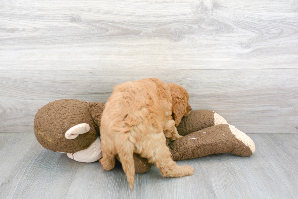 Happy Mini Goldendoodle Baby