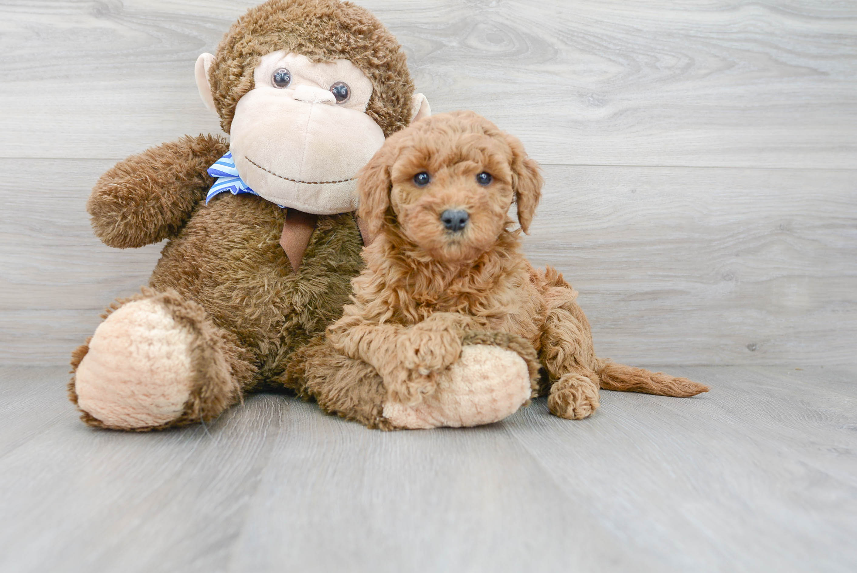 Cute Mini Goldendoodle Baby
