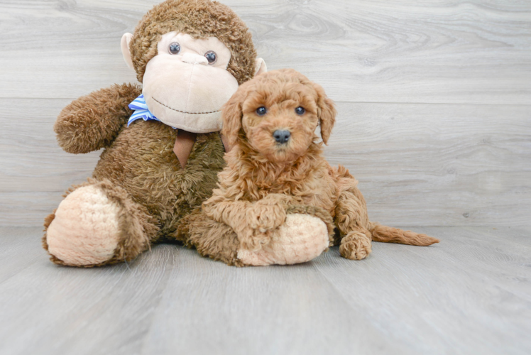 Cute Mini Goldendoodle Baby