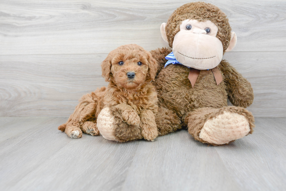 Cute Mini Goldendoodle Poodle Mix Pup