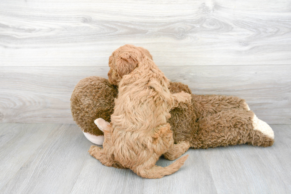 Mini Goldendoodle Puppy for Adoption