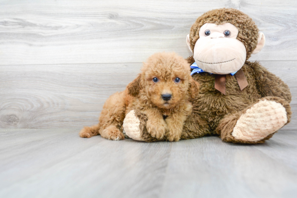 Popular Mini Goldendoodle Poodle Mix Pup