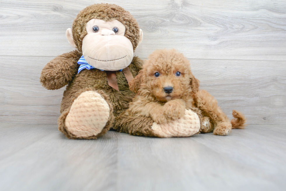 Mini Goldendoodle Pup Being Cute