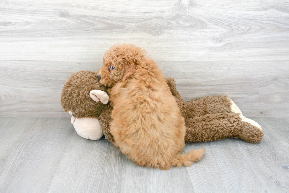 Cute Mini Goldendoodle Baby