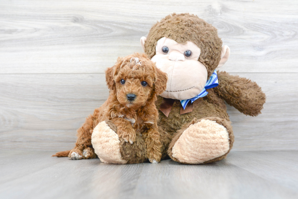 Little Golden Retriever Poodle Mix Puppy