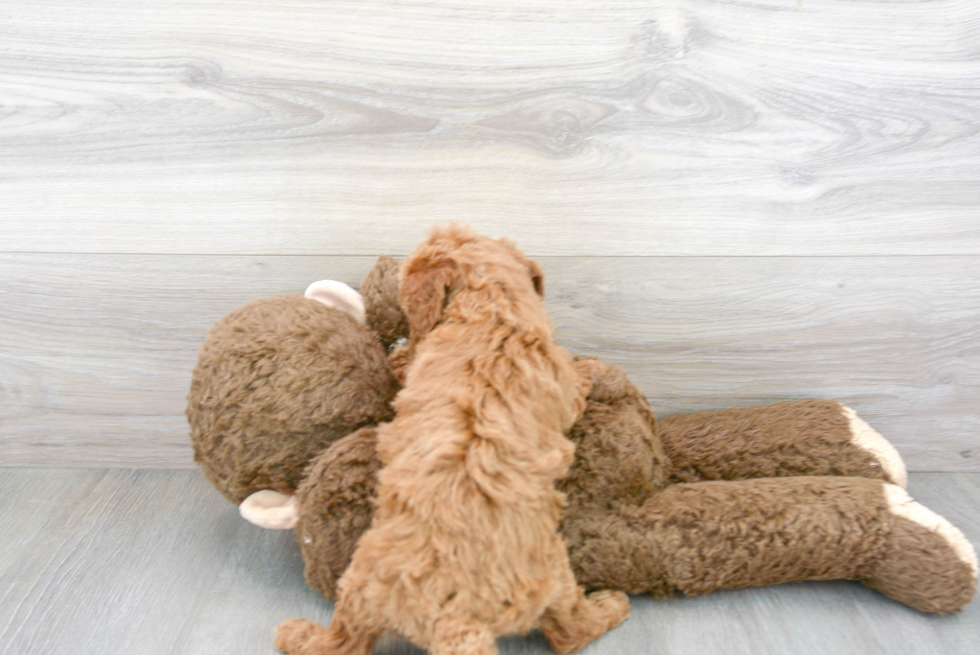 Little Golden Retriever Poodle Mix Puppy