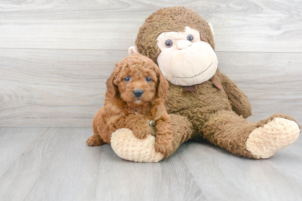 Mini Goldendoodle Pup Being Cute