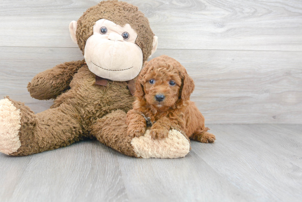 Friendly Mini Goldendoodle Baby