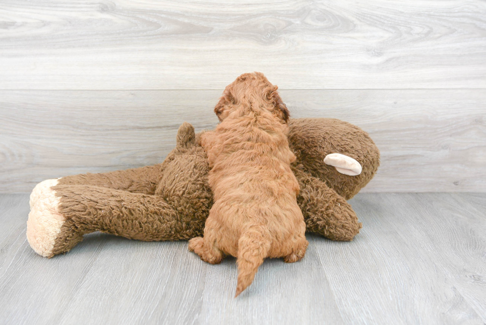 Best Mini Goldendoodle Baby