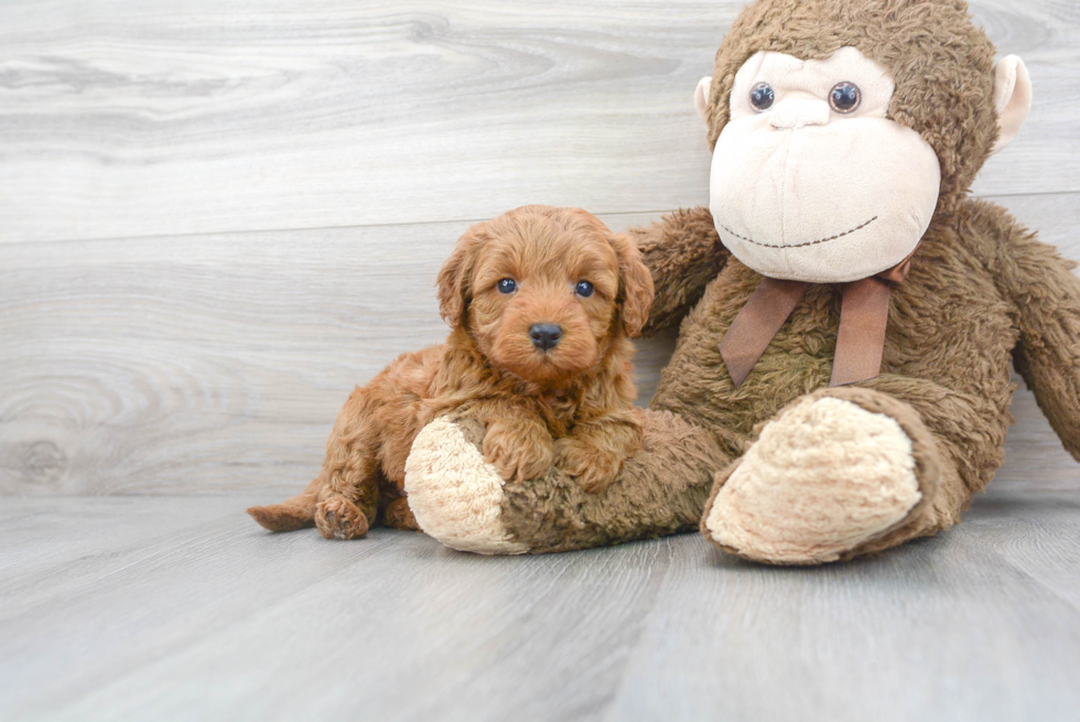 Mini Goldendoodle Pup Being Cute