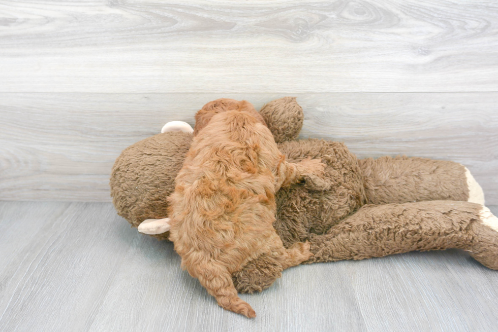 Mini Goldendoodle Pup Being Cute