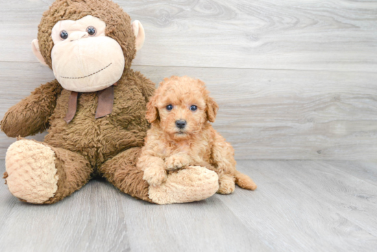 Mini Goldendoodle Puppy for Adoption