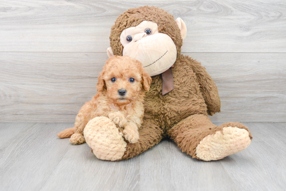 Smart Mini Goldendoodle Poodle Mix Pup