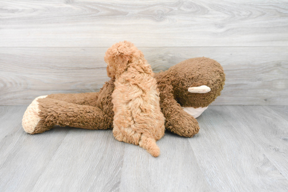 Fluffy Mini Goldendoodle Poodle Mix Pup