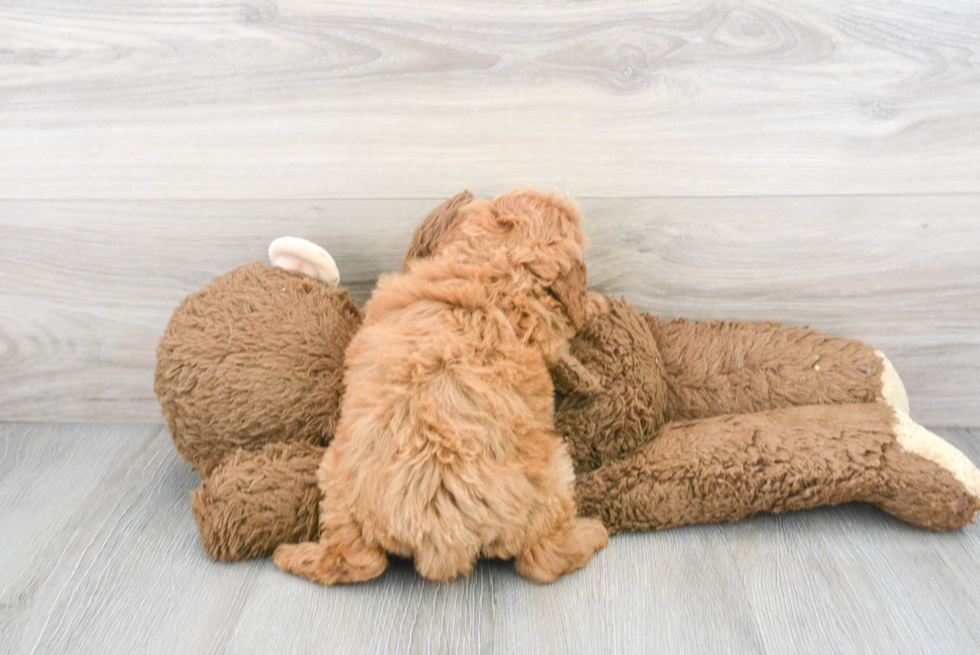 Fluffy Mini Goldendoodle Poodle Mix Pup