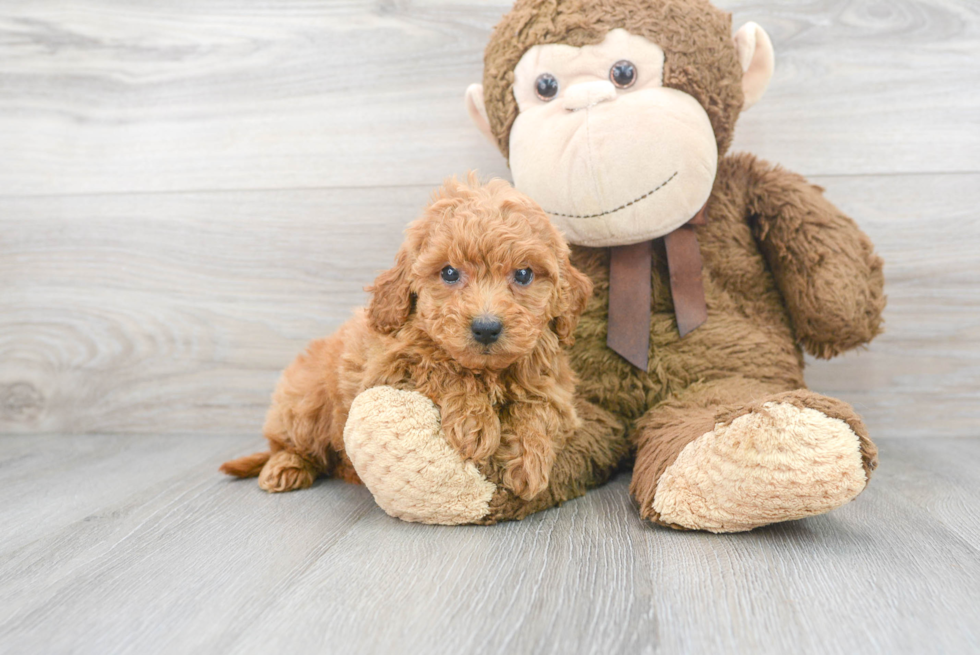 Mini Goldendoodle Puppy for Adoption