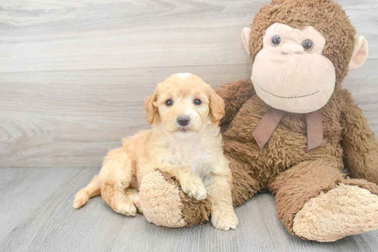 Smart Mini Goldendoodle Poodle Mix Pup