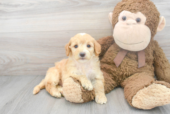 Smart Mini Goldendoodle Poodle Mix Pup