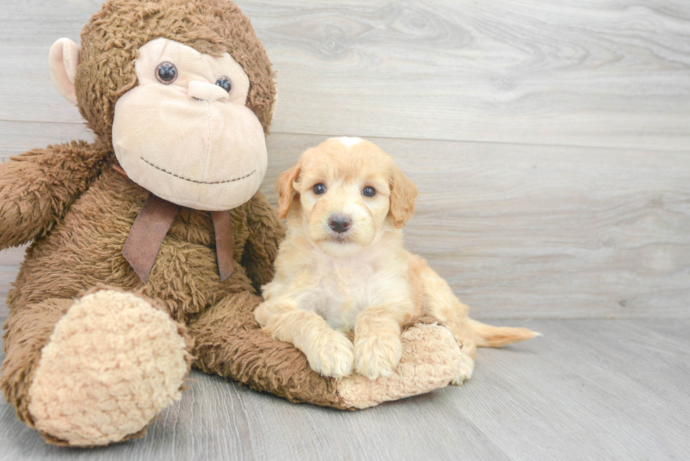 Popular Mini Goldendoodle Poodle Mix Pup