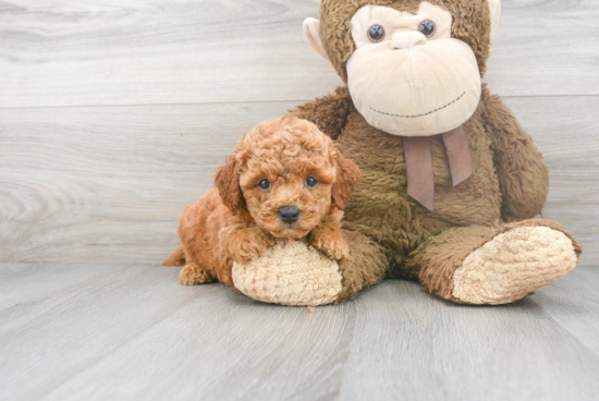 Mini Goldendoodle Pup Being Cute