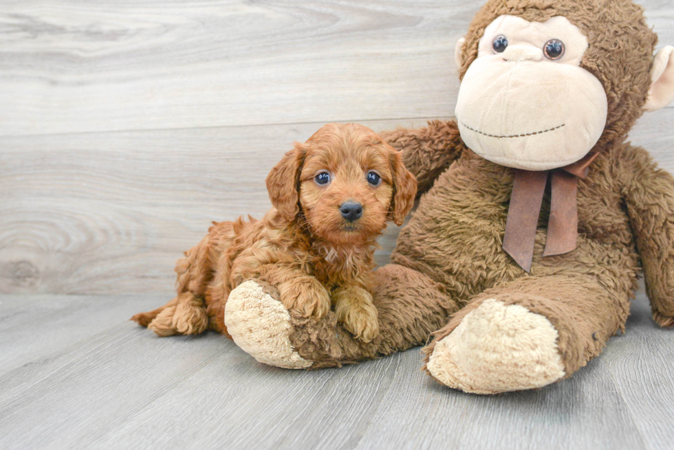 Mini Goldendoodle Puppy for Adoption