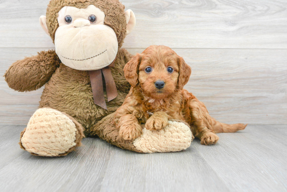 Popular Mini Goldendoodle Poodle Mix Pup