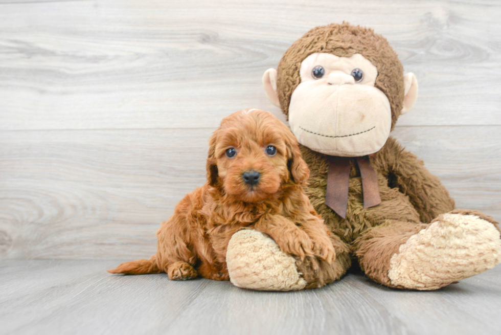 Friendly Mini Goldendoodle Baby