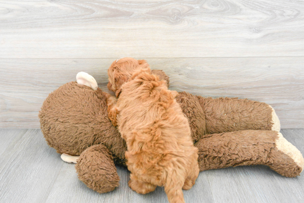 Small Mini Goldendoodle Baby