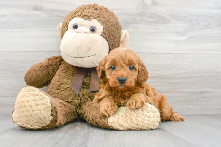 Best Mini Goldendoodle Baby