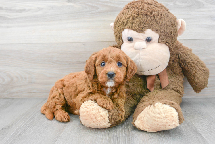 Mini Goldendoodle Pup Being Cute