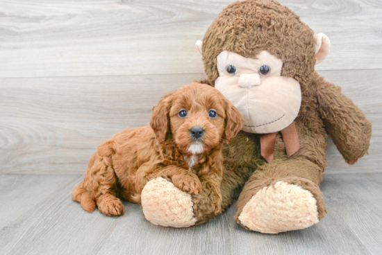 Mini Goldendoodle Pup Being Cute