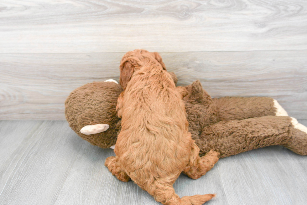 Small Mini Goldendoodle Baby