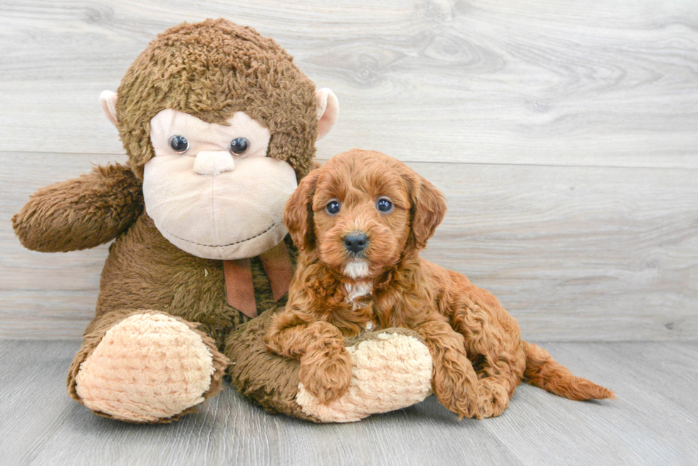 Smart Mini Goldendoodle Poodle Mix Pup