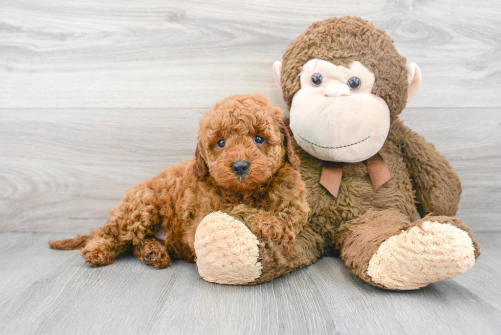 Fluffy Mini Goldendoodle Poodle Mix Pup