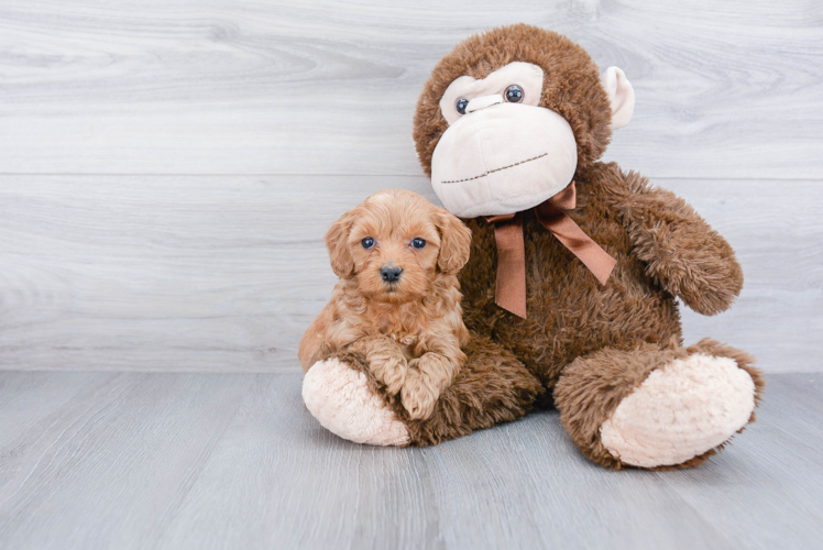 Smart Mini Goldendoodle Poodle Mix Pup