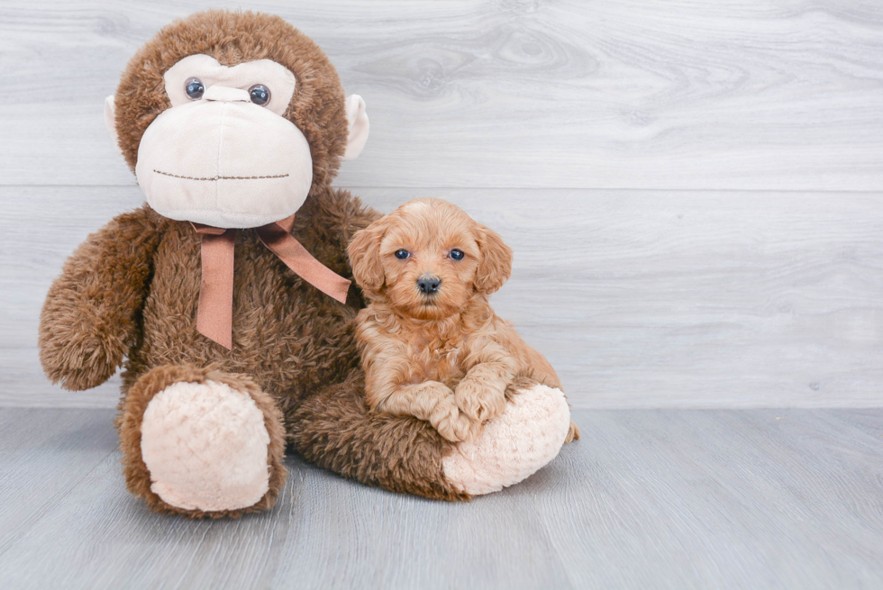 Best Mini Goldendoodle Baby