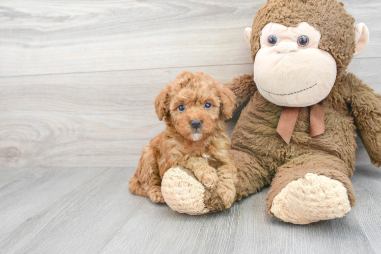 Mini Goldendoodle Puppy for Adoption