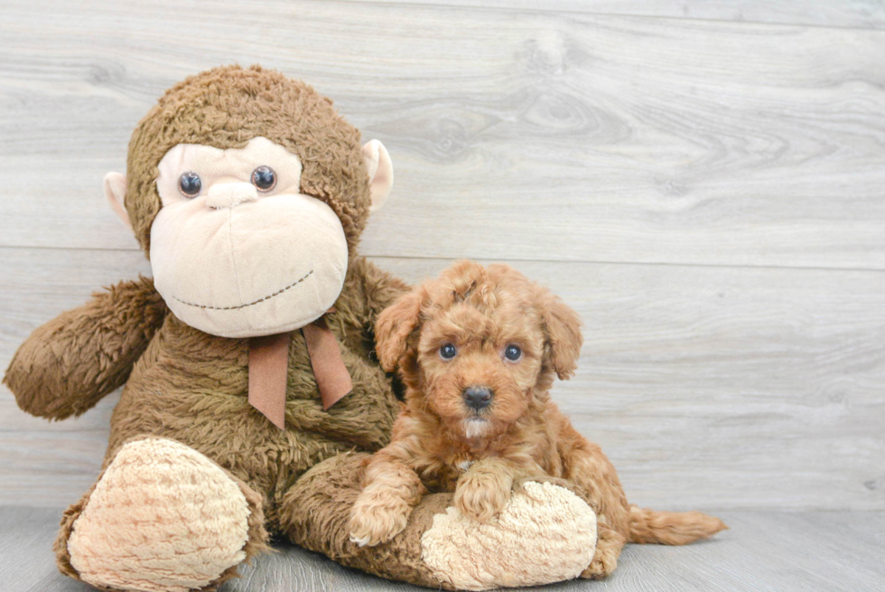 Best Mini Goldendoodle Baby