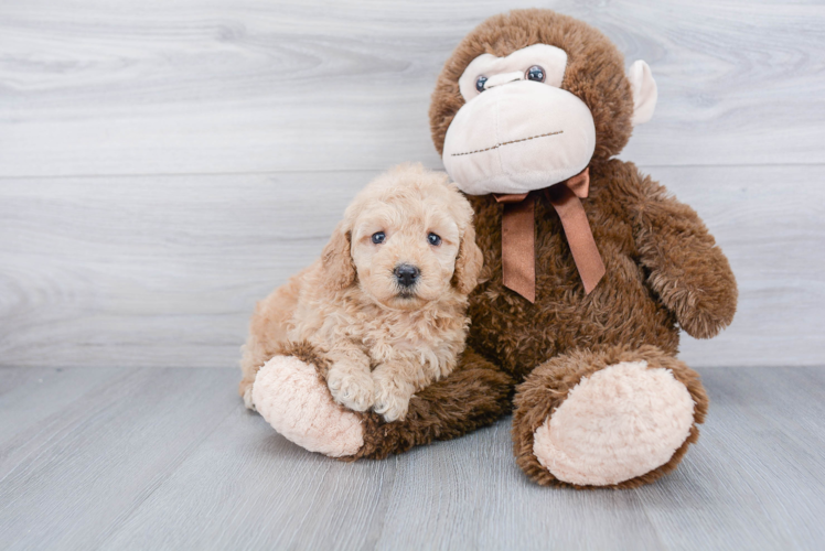 Mini Goldendoodle Pup Being Cute