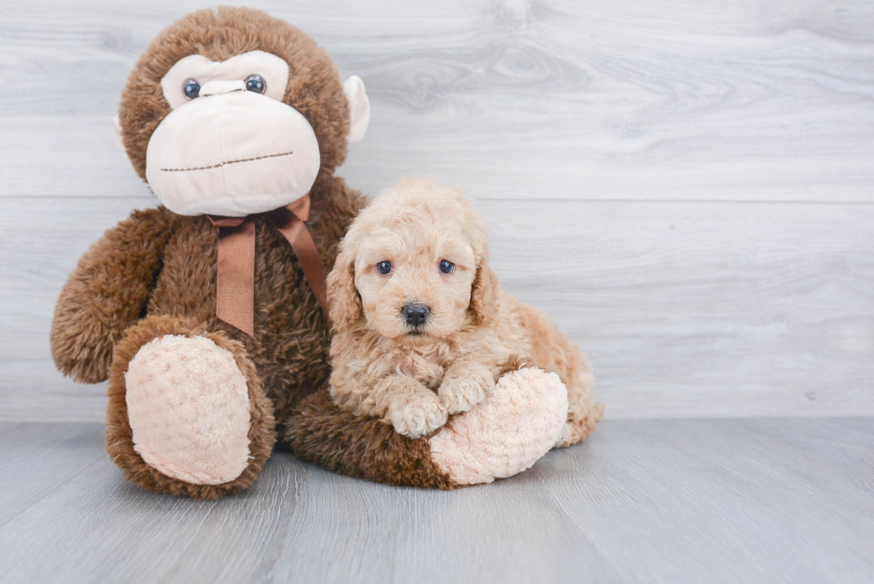 Mini Goldendoodle Pup Being Cute