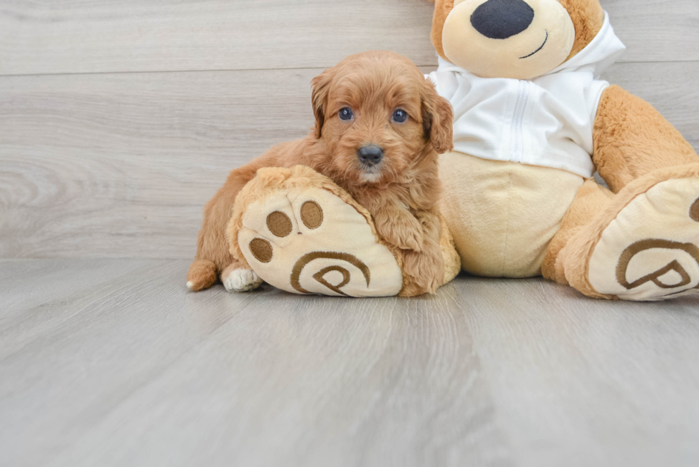 Best Mini Goldendoodle Baby