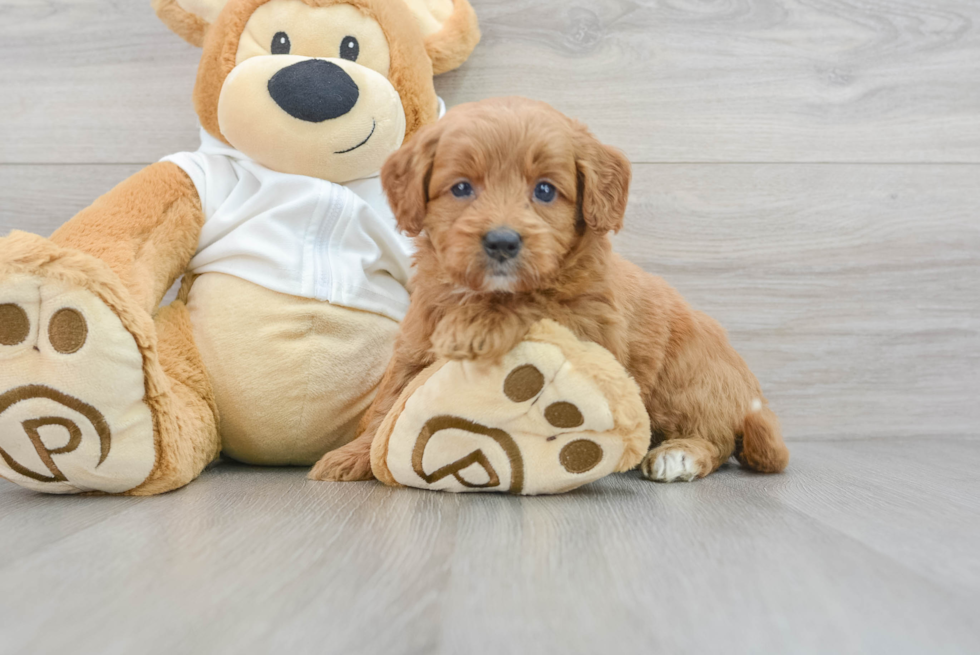 Small Mini Goldendoodle Baby