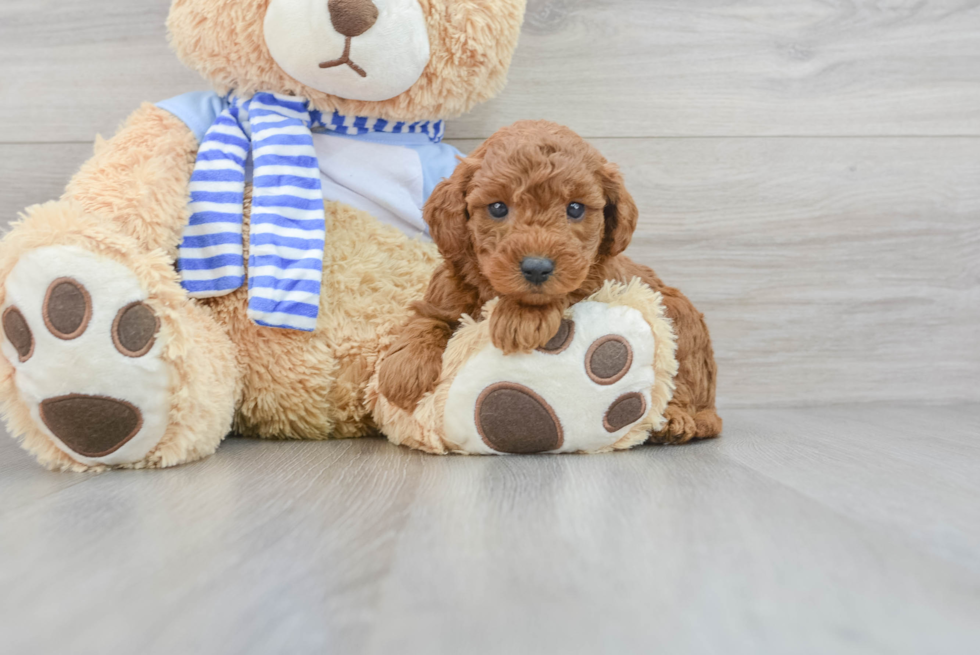 Happy Mini Goldendoodle Baby