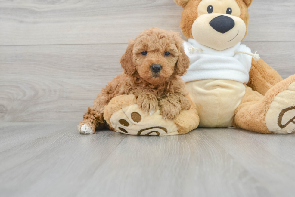 Adorable Mini Goldendoodle Heidi: 5lb 6oz Doodle Puppy