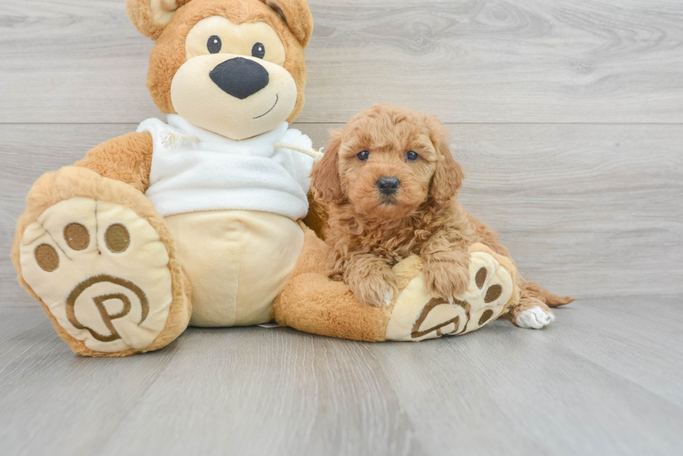 Popular Mini Goldendoodle Poodle Mix Pup