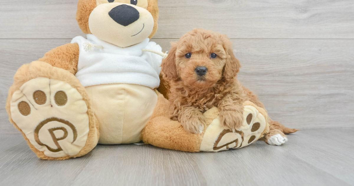 Adorable Mini Goldendoodle Heidi: 5lb 6oz Doodle Puppy