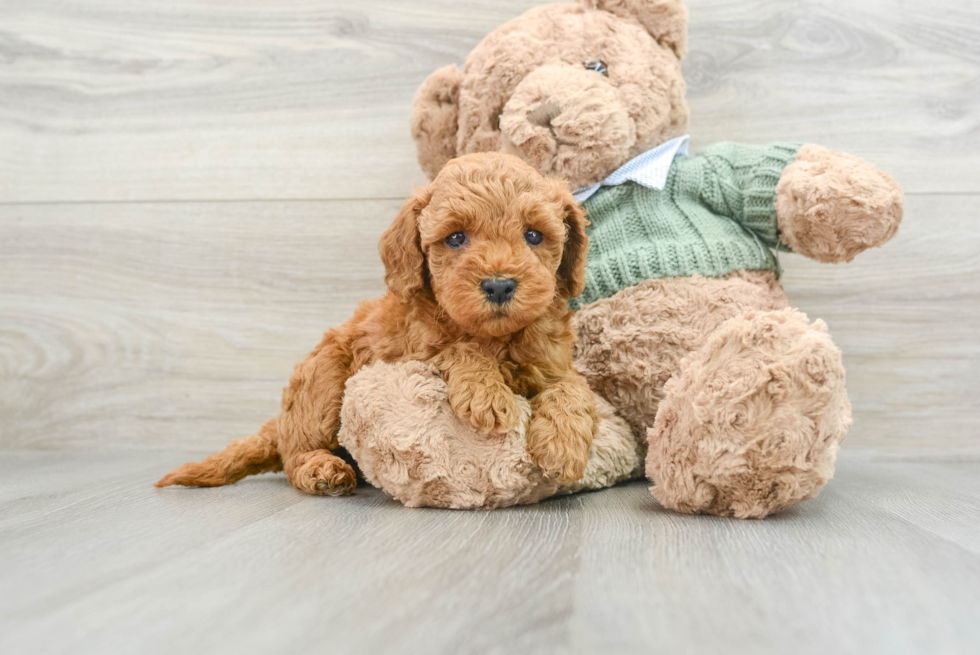 Sweet Mini Goldendoodle Baby