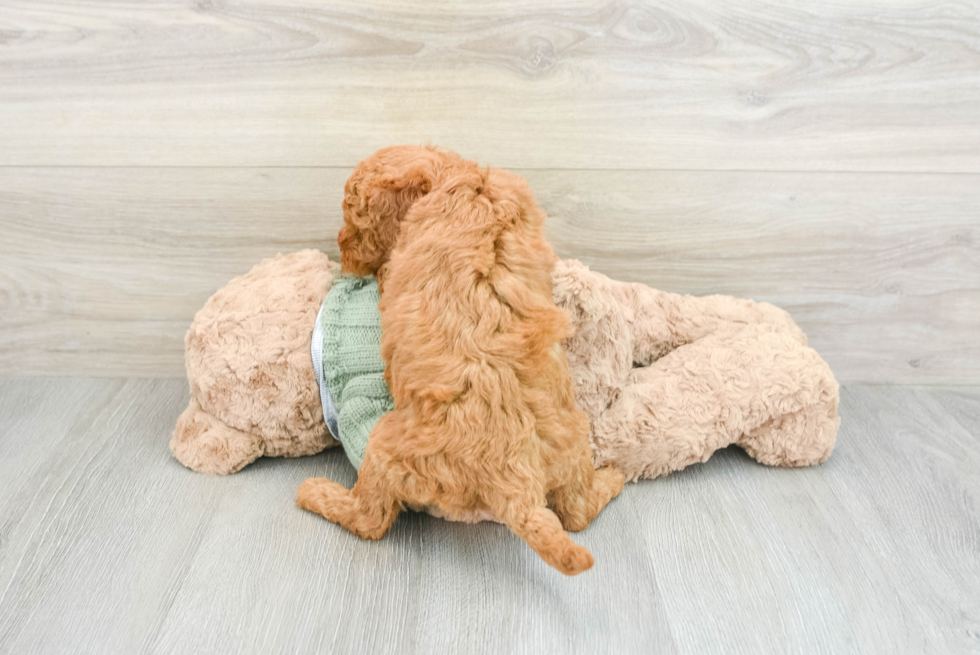 Friendly Mini Goldendoodle Baby